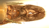 CollectionObject 1575498; CGMS<IH> ZUFMS ORT00475, de959502-ed61-4c1f-bd53-727910f69a5c: male subgenital plate, dorsal view. (CollectionObject).