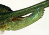 ovipositor (allotype). Depicts CollectionObject 1502539; 2c088e60-32ad-4f96-9ae5-4ab987e98195, a CollectionObject.