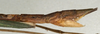 CollectionObject 1561995; NMW 1108, d54c1c92-d01e-447f-ac75-6271f7b47439: copyright NMW, Vienna. female: end of abdomen, lateral view (syntype). (CollectionObject).