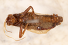CollectionObject 1523743; 852b2548-7b18-4b91-b12b-5f20cb826618: male, ventral view (holotype). (CollectionObject).