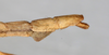 CollectionObject 1560427; bd11896f-e498-42f1-b959-c44f7049a332: copyright NMW, Vienna. male: end of abdomen, lateral view (syntype). (CollectionObject).;CollectionObject 1560428; e38535f2-096d-42a7-90c9-05a46b40f72a: copyright NMW, Vienna. male: end of abdomen, lateral view (syntype). (CollectionObject).