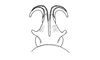 Atrachelacris olivaceus (Bruner, 1911): Fig. 3H. distal portion of phallic complex, dorsal view (Argentina, Córdoba). (Otu).