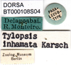 CollectionObject 1502881; 5cc97c1b-2802-4d68-8628-c3e4e50363f6: labels (paralectotype of Tylopsis inhamata). (CollectionObject).