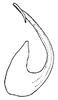Aedeagus, lateral view on Arocephalus (Arocephalus) languidus (Flor, 1861): (Observation).