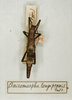 CollectionObject 1559620; d74530d9-898f-4bf3-8053-a44190f92230: copyright MNHN, Paris. female juv. (holotype). (CollectionObject).