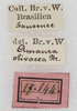 labels. Depicts CollectionObject 1564320; NMW 17.144, ff4fa01b-b2ae-45ff-afc5-5d32e851a9b7, a CollectionObject.