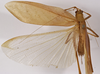 CollectionObject 1529780; 54d9f6c1-35b8-4a9f-bbd4-829139cdfc08: female, dorsal view (holotype). (CollectionObject).