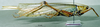 CollectionObject 1506869; MCSN 3224694, ae9992e0-4952-43ab-ae44-45da44adeafc: female, lateral view (paralectotype of Macroxiphus pictipes). (CollectionObject).