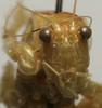 CollectionObject 1535904; bfbf330f-6025-47b1-a31c-a7273169fd67: male, frontal view. (CollectionObject).