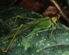 Euceraia atryx Grant, 1964: male (Costa Rica, La Selva). (Otu).