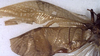 CollectionObject 1517623; c4e742a1-bdad-4f25-a343-e32d68f59fbc: male left tegmen (holotype). (CollectionObject).