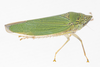 Live specimen on Draeculacephala inscripta Van Duzee, 1915: (Observation).