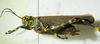 female, lateral view. Depicts CollectionObject 1498721; 106d49af-57fa-4590-95fd-480de7b96acb, a CollectionObject.