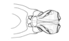 Argemiacris platicercis Ronderos, 1978: Fig. 45. aedeagus and cingulum, dorsal view. (Otu).