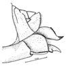 Conometopus cristaticollis Blanchard, 1851: Fig. 8. female abdomen tip, lateral view. (Otu).