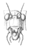 Microcentrum retinerve (Burmeister, 1838): Pl. XVII, Fig. 8. face. (Otu).