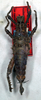 CollectionObject 1558866; f9ece8c3-6621-4041-b059-3be9a930a6bb: copyright NMW, Vienna. female juv. (syntype). (CollectionObject).;CollectionObject 1558867; 8784fdf6-c988-4055-95c1-0960dd725327: copyright NMW, Vienna. female juv. (syntype). (CollectionObject).