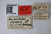 Other on Anisostylus stylatus Caldwell, 1949: (Observation).