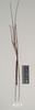 CollectionObject 1558588; b20d032c-9c70-4c15-96d5-4319c2aa3647: copyright Natural History Museum, London. male (holotype). (CollectionObject).