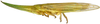 Habitus, lateral view on Paradorydiina Evans, 1937: Paradorydium quadrigonum, lateral habitus (INHS). (Observation).