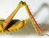 CollectionObject 1498684; 0cde460f-5809-47a8-a2fb-ec2c3fa96705: male abdomen and hind legs, lateral view. (CollectionObject).