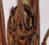 CollectionObject 1534629; bb18be66-d363-4e3f-9f38-58099e5cb291: female subgenital plate (lectotype). (CollectionObject).