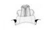 Vilerna aeneooculata (De Geer, 1773): Fig. 18. end of phallic complex, dorsal view. (Otu).