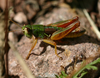 Orotettix andeanus (Bruner, 1913): male (Peru, Cusco, Pisac, 2900 m, 22 IV 2007). (Otu).