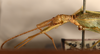 CollectionObject 1557807; 3cdee121-930a-471d-953a-90ed85349d12: copyright UMO. male head & thorax, lateral view (syntype). (CollectionObject).;CollectionObject 1557808; 847219de-857b-47ba-9092-e802aa581c6b: copyright UMO. male head & thorax, lateral view (syntype). (CollectionObject).