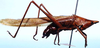 CollectionObject 1522256; 55c4323f-1a9a-455e-af0e-70110cd789c3: male, lateral view (holotype). (CollectionObject).