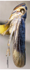 Habitus, lateral view on Bundera scalara Li & Wang, 2002: (Observation).