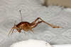CollectionObject 1531297; 727f9087-bf3f-4eca-9c40-db81d8fce988: female, lateral view (holotype). (CollectionObject).