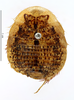 CollectionObject 1587320; MNHN(SF IMPORT DUPLICATE) MNHN-EP-EP1328, 743d1c78-0098-4d01-9cbc-80389cac7bc8: CC BY-NC-ND 4.0/MNHN - Depraetere Marion - 2014. Holotype, female, of pilosa Grandcolas, 1993. Specimen number: MNHN-EP-EP1328. http://coldb.mnhn.fr/catalognumber/mnhn/ep/ep1328. (CollectionObject).