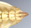 CollectionObject 1561206; NHMUK(SF IMPORT DUPLICATE) 845231, 017ea3bc-4a32-4789-b6c8-71a8bd68f4b1: copyright Natural History Museum, London. female: end of abdomen, ventral view (holotype). (CollectionObject).