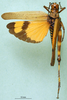 CollectionObject 1501117; 69a60d5f-8753-49d2-96e3-c70df64f7035: female, dorsal view (holotype). (CollectionObject).