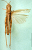 CollectionObject 1502044; 34bb7259-7c6b-4e88-adac-13e129130924: female, dorsal view (paratype of Chorthippus lagrecai). (CollectionObject).