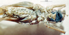 CollectionObject 1572390; b3fdd5c0-f3dd-46ce-a754-c4845686ae57: male, ventral view. (CollectionObject).