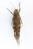 CollectionObject 1591833; 7b667a59-01e9-46a1-a571-803a0703c176: female, dorsal view (paratype). (CollectionObject).