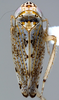 Habitus, dorsal view on Discolopeus viraktamathi Stiller, 2019: Habitus, male, dorsal view. (Observation).