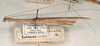 CollectionObject 1562510; 9b8f33f5-b83e-4dfc-aafe-c34134a4d271: copyright St. Petersburg. female, lateral view of Sipyloidea normalis (probable plt). (CollectionObject).