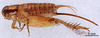 CollectionObject 1961576; c44a9145-3ad9-4088-93b3-43a0a63db0af, ANSP007_GRYLL_ANSP: Female, lateral view (paratype). (CollectionObject).