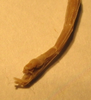 CollectionObject 1561668; 4d116c9b-ffc9-411e-b43c-2cae8bb14825: copyright NZSI, Calcutta. male, end of abdomen (holotype). (CollectionObject).