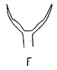 Aedeagus, ventral view on Bahita palliditarsis (Stål, 1862): Aedeagus, ventral view. (Observation).