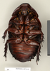CollectionObject 1572946; b2ffdce6-a726-4bd5-8b92-e6e1bf893935: Copyright Natural History Museum, London. Non-type (adult male) in BM(NH). Ventral view. (CollectionObject).