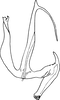 Aedeagus, lateral view on Anufrievia badjawae Dworakowska, 1976: Aedeagus, lateral view. (Observation).