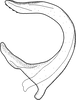 Aedeagus, lateral view on Brazosa mildredireanae Pinedo-Escatel & Dietrich, 2020: (Observation).