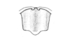 Argemiacris platicercis Ronderos, 1978: Fig. 44. male, epiproct. (Otu).