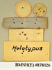 Eurycotis floridana (Walker, 1868): Holotype, juvenile, labels, reverse. BMNH(E)#878026. (Otu).