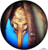 CollectionObject 1575883; 4383b4b6-9e7b-4a49-bd86-7fa2a0dda4f3: female subgenital plate. (CollectionObject).