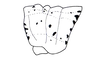 Pseudovilerna reducta (Brunner von Wattenwyl, 1900): Fig. 46. pronotum, lateral view. (Otu).